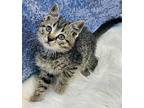 Harry Is A Fluffy Love Muffin!, Tabby For Adoption In Bedford Hills, New York