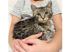 Miss Piggy Is Our Diva Of Deli, Tabby For Adoption In Bedford Hills, New York