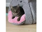 Naomi, Domestic Shorthair For Adoption In Rockville, Maryland
