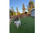 Jackson (jax), Jack Russell Terrier For Adoption In Poway, California