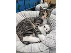 Kitkat, Domestic Shorthair For Adoption In Salt Lake City, Utah