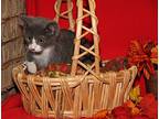 Rosetta (spayed), Domestic Shorthair For Adoption In Marietta, Ohio