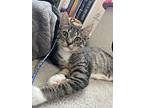 Chips, Domestic Shorthair For Adoption In Hollister, California