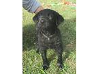 Cash, Labrador Retriever For Adoption In Madison, Indiana
