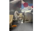 Snow, Siamese For Adoption In Calimesa, California