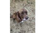 Zodd Fka Thatcher, Labrador Retriever For Adoption In Warr Acres, Oklahoma