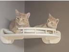 Patrick, Domestic Shorthair For Adoption In Faribault, Minnesota