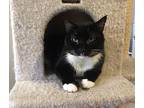 Pepe, American Shorthair For Adoption In Brooklyn, New York