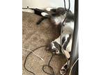 Brennan, Domestic Shorthair For Adoption In Tucson, Arizona