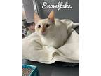 Snowflake, Domestic Shorthair For Adoption In St Cloud, Florida