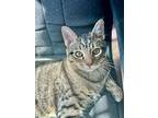 Hemi, Domestic Shorthair For Adoption In Colorado Springs, Colorado