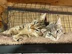 Oolong, Domestic Shorthair For Adoption In Ashland, Ohio