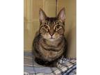 Nina Fka Morgan, Domestic Shorthair For Adoption In Chesapeake, Virginia