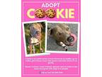 Lovely Cookie, American Pit Bull Terrier For Adoption In Los Angeles, California