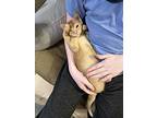 Pumpkin, Domestic Shorthair For Adoption In Greensboro, North Carolina