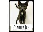 Grandpa Joe, Russian Blue For Adoption In Greensboro, North Carolina