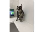 Furio, Domestic Shorthair For Adoption In Greensboro, North Carolina