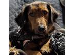 Madison, Retriever (unknown Type) For Adoption In Normal, Illinois