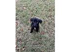 Reese, Border Terrier For Adoption In Cordova, Tennessee