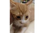 Sweetiepie, Domestic Mediumhair For Adoption In Horn Lake, Mississippi