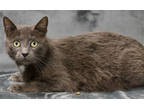 Bebe, Domestic Shorthair For Adoption In Blackwood, New Jersey