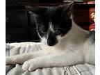 Tiny, Domestic Shorthair For Adoption In Virginia Beach, Virginia