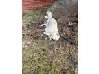 Tarzana, Maremma Sheepdog For Adoption In Calgary, Alberta