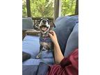 Esco, Schnauzer (standard) For Adoption In Youngsville, North Carolina
