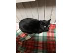 Stray-1102-02, Domestic Shorthair For Adoption In Ponderay, Idaho