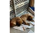 Tango, Retriever (unknown Type) For Adoption In Minneapolis, Minnesota