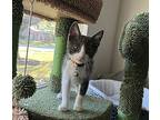 Ghost, Domestic Shorthair For Adoption In Richardson, Texas
