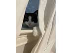 Oreo, Domestic Shorthair For Adoption In Richardson, Texas