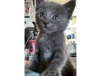 Shade, Domestic Shorthair For Adoption In Richardson, Texas