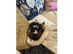 Gumbo, Calico For Adoption In Richardson, Texas