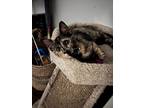 Lydia, Domestic Shorthair For Adoption In Richardson, Texas