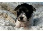 Peanut
