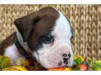 Multicolor boy