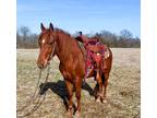 Rh Promesa Maximo~Extra Cute & Smooth*Family/Trail Paso Fino Gelding