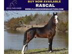Trail Deluxe KY Mtn Gelding