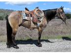 8 Year Old 14.3+ Hand Grulla Gelding ++++Video++++