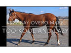 2022 Bay Overo Mare
