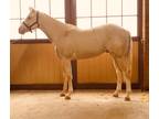 2021 Pearl Palomino Stallion