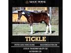 Tickle~Big Flashy Fun & Smooth*Gentle*Safe*Familly/Trail Ssh Gelding~