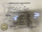 Missy~Flashy*Safe*Rides/Drives*Dressage/Lesson/Ranch/Trail FSHR Mare