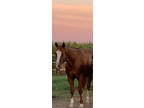 Awesome Mandi APHA Mare