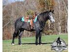 TRICK HORSE!!! Family Safe, Gentle and Quiet, Ranch, Trail Horse, Also Drives!!!