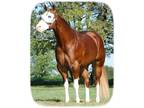DR APHA/AQHA Exceptional Look Standing in Texas!