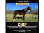 Chip~Super Flashy*Smooth*Gentle & Fun*Family Trail Rocky Mountain Gelding