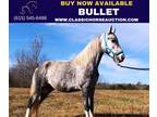 Dappled Grey Tennessee Walking Horse