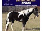 Kid Safe Spotted Saddle Horse